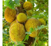 semi di jackfruit, semi di antiche varietà Artocarpus heterophyllus, semi di biologici esotiche 12pcs