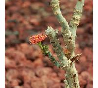 Semi di Jatropha, giardino di resistente Jatropha curcas di semi biologici le da giardino roccioso sono resistenti un arbustivo 50pcs