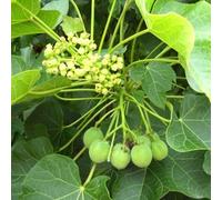 Semi di Jatropha, resistenti per il giardino Jatropha curcas sementi biologiche, da balcone acquistare per decorative regali 80pcs