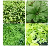 Semi di Jiaogulan, cucina dell'orto Gynostemma pentaphyllum, Semi di perenni orto sul balcone biologici 300pcs