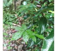Semi di Jiaogulan - per giardinieri medicinali raro resistenti da balcone aromatiche da cucina per giardino di aromatiche vecchie varietà 500pcs