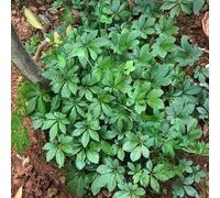 Semi di Jiaogulan - selvatiche da balcone raro per giardino di aromatiche aromatiche da cucina resistenti medicinali esotico per 300pcs