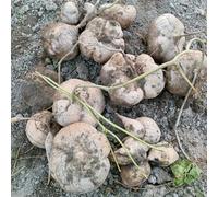 Semi di jicama - vecchie varietà resistenti per giardini rocciosi giardino sul balcone esotico resistenti raro sostenibili invernali 100pcs