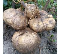 Semi di jicama Yambohne - semi di giardino sul balcone raro vecchie varietà orticole resistenti per giardini rocciosi sostenibili antiche varietà 200pcs