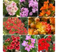 Semi di Kalanchoe blossfeldiana, serre da balcone d'appartamento semi esotici decorazione floreale da giardino autunnali resistenti resistenti balcone rare semina 550pcs