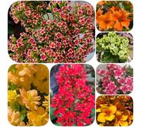 Semi di Kalanchoe raro organico per giardinieri vecchie varietà semi di selvatici autunnali resistenti esotico serre balcone arredamento del soggiorno 800pcs