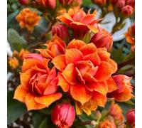 Semi di Kalanchoe, semi esotici decorazione floreale da giardino decorazione floreale del da esterno resistenti 500pcs