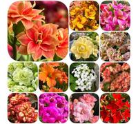 Semi di Kalanchoe - vecchie varietà resistenti semi di esotico interno selvatici serre balcone per i luoghi 1000pcs