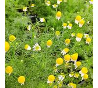 semi di Kamille romana, semi di farfalle Chamaemelum nobile, semi di medicinali da balcone autunnali resistenti da giardino 700pcs