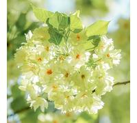 Semi di Kirschblütenbaum, resistenti da giardino Le da balcone sono perenni 60pcs