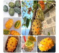Semi di Kiwano, esotici di kiwano, Cucumis metuliferus, antiche varietà Gli da nani sono resistenti frutteto, verdi giardino 100pcs
