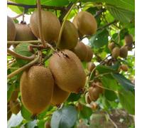 semi di kiwi, bacche di kiwi rialzata giardino sul balcone giardino roccioso, raro esterno interna colonnari sul 55pcs