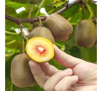 Semi di kiwi - balcone colonnari frutteto giardino serre balcone per giardinieri raro resistenti resistenti 250pcs