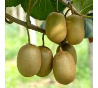 semi di kiwi, balcone giardino biologici 350pcs