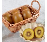 semi di kiwi berry in in semi di giardino rocce resistenti resistenti 500pcs