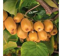 semi di kiwi - esotiche, resistenti al fresca biologica decorazione da giardino, 85pcs