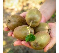 semi di kiwi, esotiche resistenti giardino rare balcone 600pcs