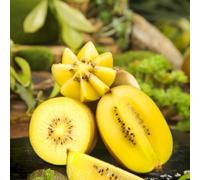 Semi di kiwi - frutteto semi di serre balcone colonnari vecchie varietà resistenti per giardinieri esotico balcone 50pcs