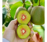 semi di kiwi, giardino balcone resistenti 100pcs