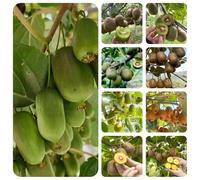 semi di kiwi, giardino kiwi in vaso interna resistenti d'appartamento esotiche giardino roccioso, serre 150pcs
