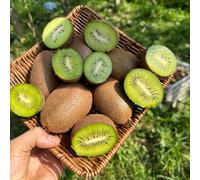 semi di kiwi, kiwiberry, in interna giardino resistente in vaso colonnare sul balcone resistente esterno vaso 200pcs