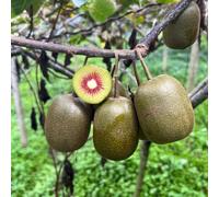 semi di kiwi - resistenti biologici 300pcs