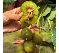 semi di kiwi, resistenti biologici Giardino interno 300pcs