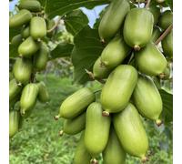 semi di kiwi - resistenti esterno, interno giardino decorazione perenni 500pcs