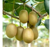 semi di kiwi - resistenti per balconi per il giardino biologici, appartamento, varietà antiche, 200pcs