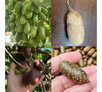 semi di kiwi, semi decorativi per la decorazione di balconi, giardino per uomini, balcone resistente 10pcs