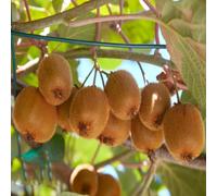 semi di kiwi, semi giardino rocce resistenti giardino per uomini, resistenti decorativi 300pcs