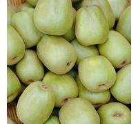 semi di kiwi - vecchie varietà, resistenti perenni biologici 100pcs