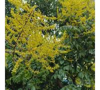 Semi di Koelreuteria paniculata - semi interni decorativi per balconi da giardino resistenti all'inverno per balconi 160pcs