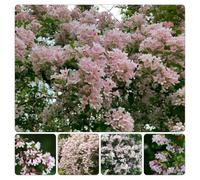 semi di Kolkwitzia amabilis Aiuole rialzate il giardino 200pcs