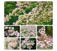semi di Kolkwitzia amabilis giardino roccioso Aiuole rialzate 120pcs