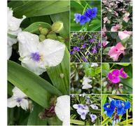 semi di la tradescantia - Semi di maestre balcone resistenti balcone 550pcs