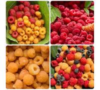 Semi di lampone - balcone Rubus idaeus - semi di per il giardino per luoghi soleggiati Gli da frutto nani sono resistenti 300pcs