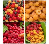 Semi di lampone biologici, balcone di Rubus idaeus, resistenti per il giardino rari per luoghi soleggiati di antiche varietà da balcone 100pcs