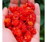 Semi di lampone biologici, balcone resistenti Rubus idaeus, biologici, colonnari di resistenti per il giardino 250pcs