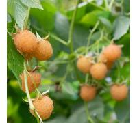 Semi di lampone biologici, balcone, Rubus idaeus, giardino, esotici balcone di Gli da nani 500pcs
