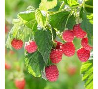 Semi di lampone biologici, fresca Rubus idaeus, giardino da balcone resistenti biologici, 400pcs