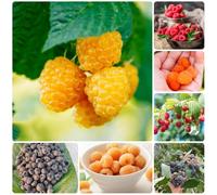 Semi di lampone biologici, giardino di Rubus idaeus, giardino, esotici balcone di resistenti 400pcs