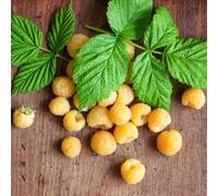 Semi di lampone biologici, giardino, esotici Rubus idaeus, giardino da balcone resistenti, 600pcs