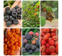 Semi di lampone biologici, perenni resistenti Rubus idaeus, sono resistenti 300pcs