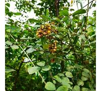 Semi di lampone biologici, resistenti all'esterno Rubus idaeus, antiche varietà da balcone rari gli da nani sono resistenti 100pcs