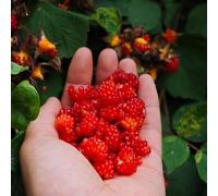 Semi di lampone biologici, resistenti all'esterno Rubus idaeus, luoghi soleggiati di antiche varietà di sementi biologiche, balcone 500pcs