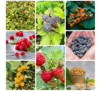 Semi di lampone biologici, resistenti Rubus idaeus, perenni resistenti da giardino, esotici per luoghi soleggiati 200pcs