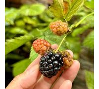 Semi di lampone biologici, Rubus idaeus, luoghi soleggiati, antiche varietà sono 50pcs