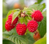Semi di lampone biologici, sementi biologiche, Rubus idaeus, resistenti, giardino 80pcs