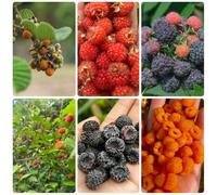 Semi di lampone - da frutto Rubus idaeus - balcone semi di giardino di resistenti per il giardino 500pcs